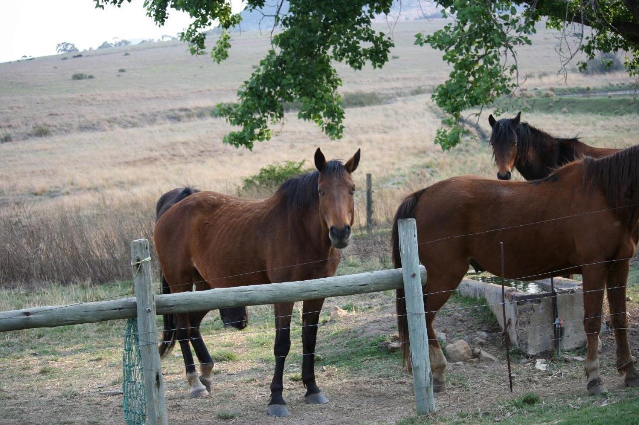 Forellenhof Guest Farm Wakkerstroom Kültér fotó